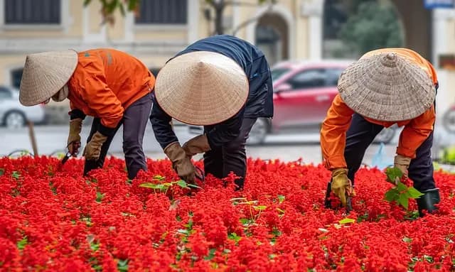 Come Creare un Giardino Aromatico a Casa Tua