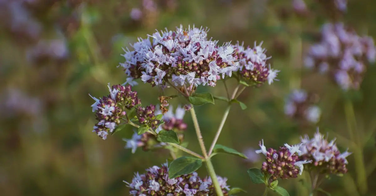 Come Creare un Giardino di Piante Officinali