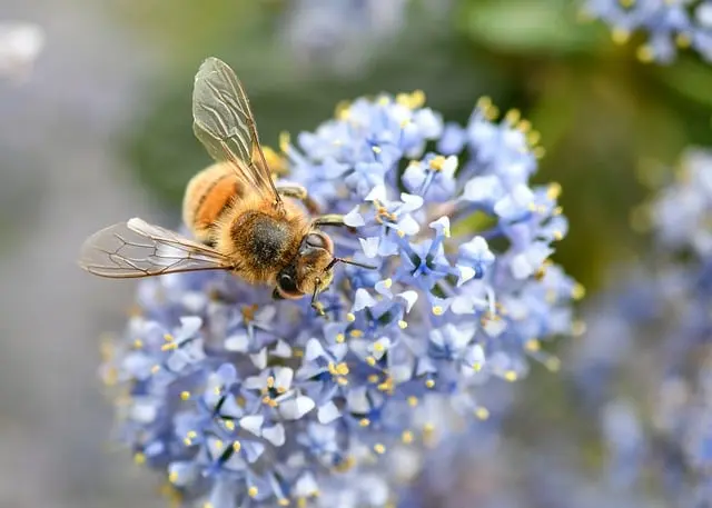 Come Creare un Giardino Aromatico Sostenibile