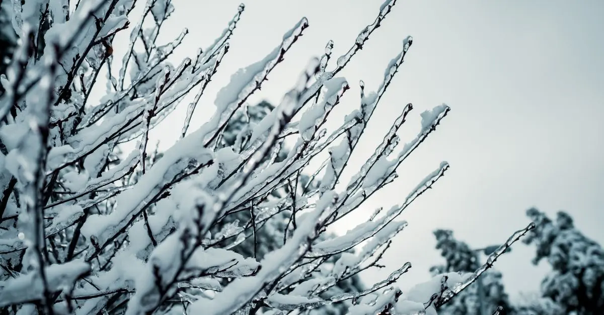 Le Regole d'Oro per Conservare i Bulbi in Inverno