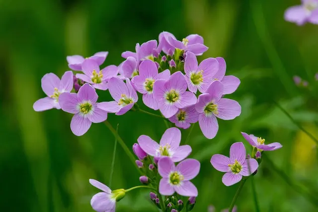 Come Coltivare Piante Aromatiche da Tavola nel Tuo Giardino