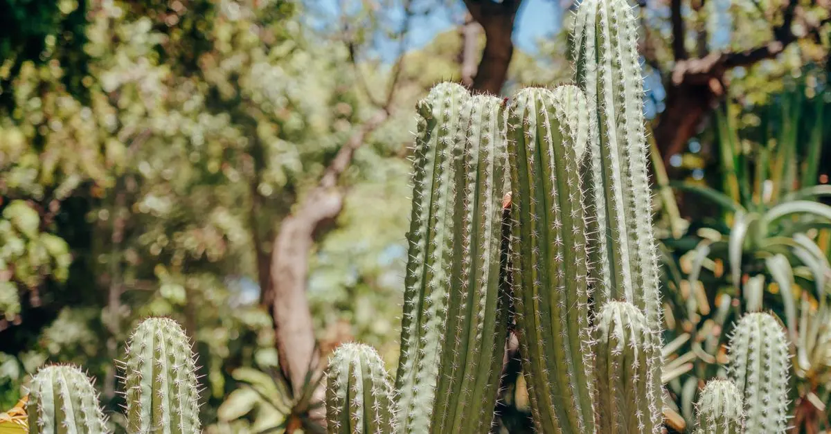 Come Creare un Giardino Resiliente e Sostenibile