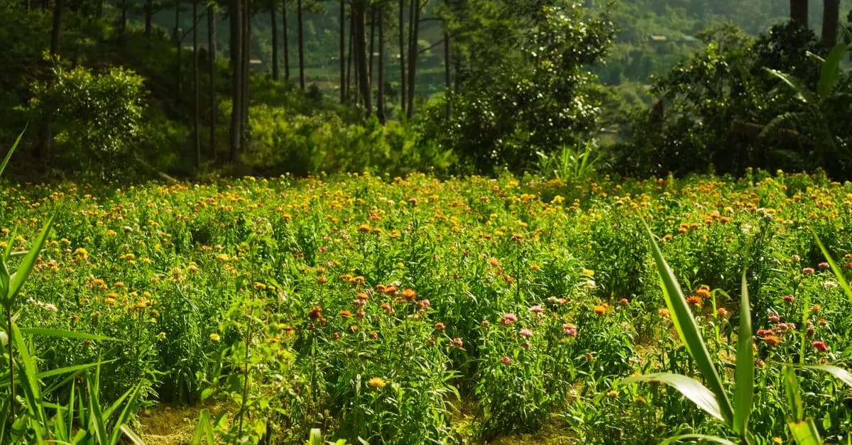 5 Consigli per Coltivare Piante da Giardino Sostenibili