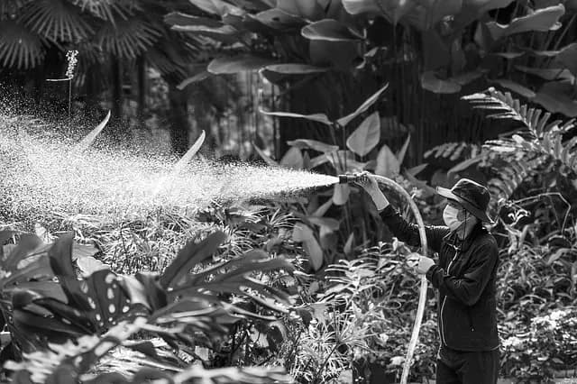 Come Irrigare Correttamente il Tuo Giardino per Piante Sane