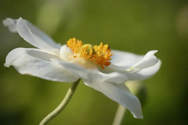 Come Scegliere le Piante Perfette per il Tuo Giardino