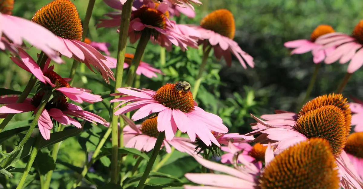 Come Creare un Giardino Biodiverso: Tecniche e Consigli