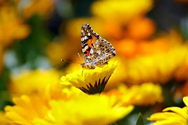 Come Coltivare Piante per Attirare Farfalle nel Tuo Giardino