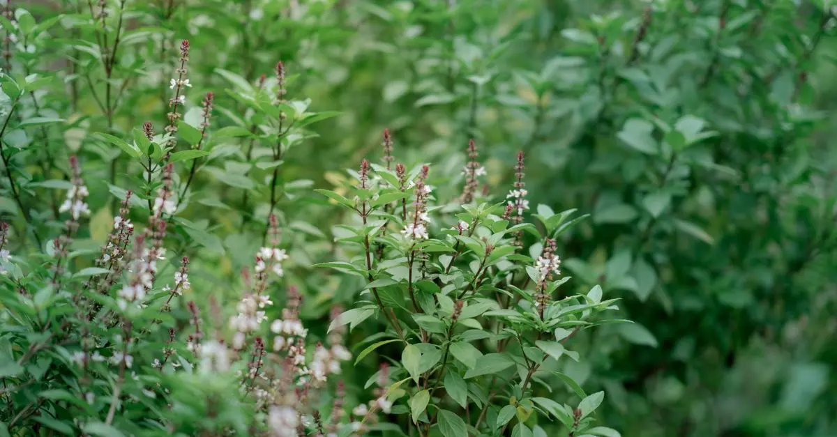 7 Consigli per Coltivare Piante Aromatiche in Giardino