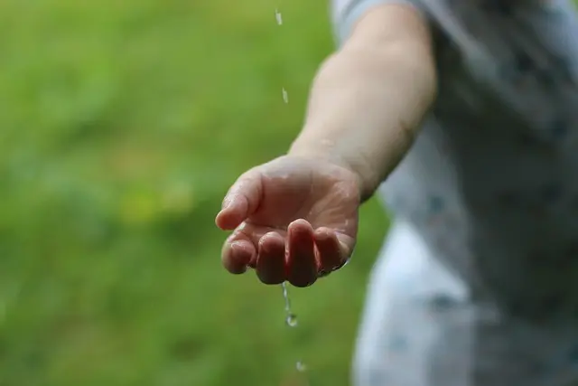 Come Coltivare Un Giardino Rinvigorente e Sostenibile