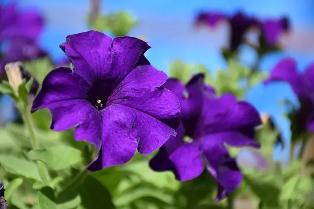 Come Coltivare Piante Aromatiche per il Tuo Giardino