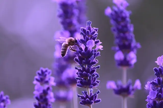 Guida Completa alla Coltivazione di Piante Aromatiche