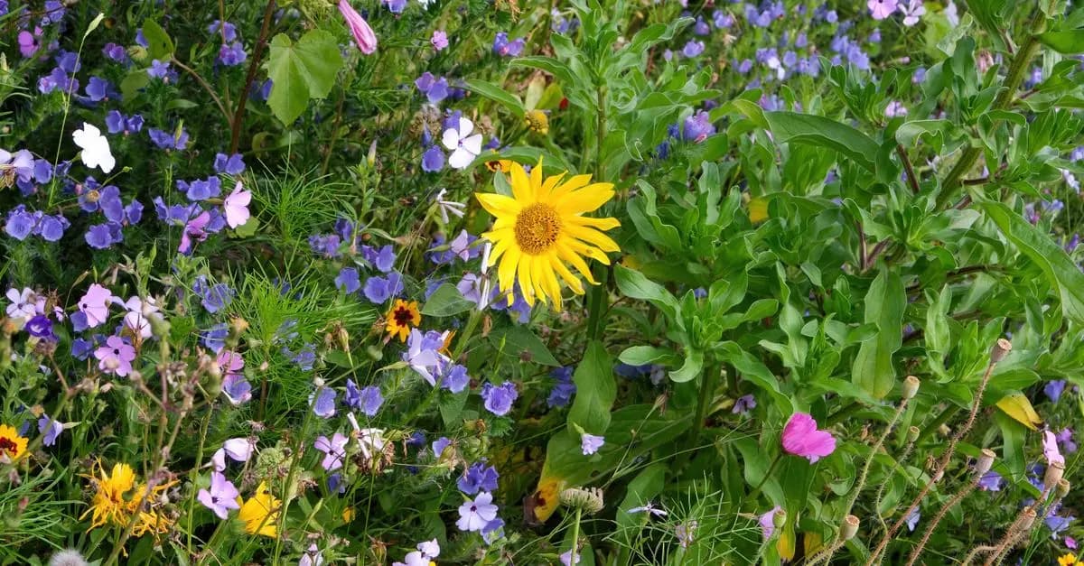 Come Creare un Giardino Sostenibile e Fiorente