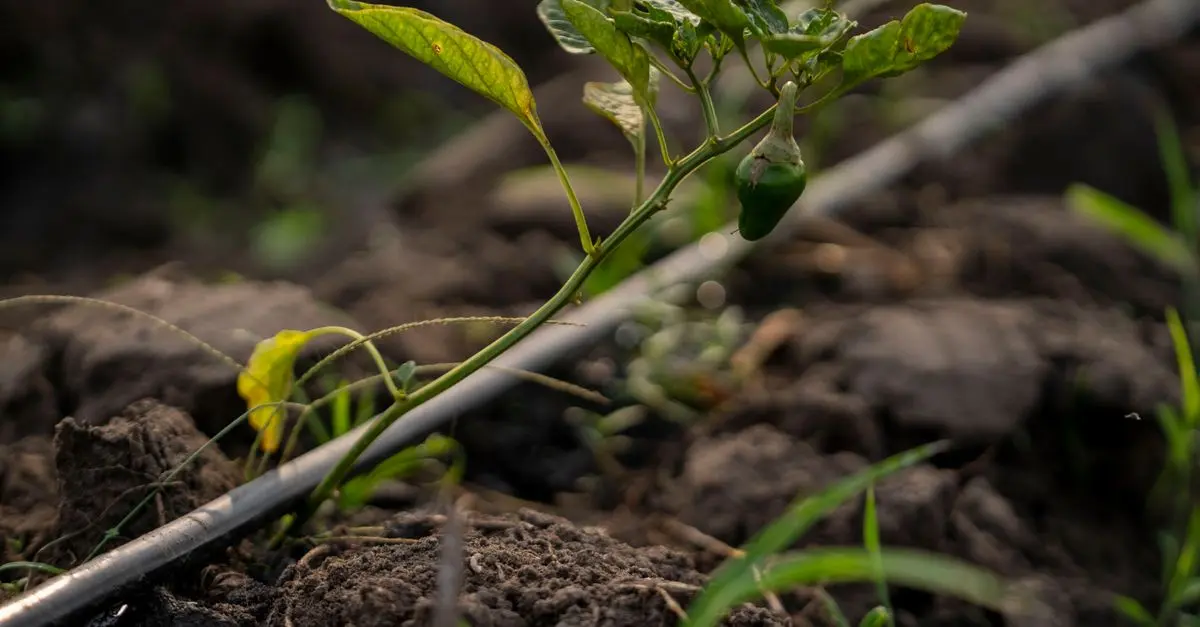 Guida Pratica per Coltivare Piante da Giardino Sostenibili