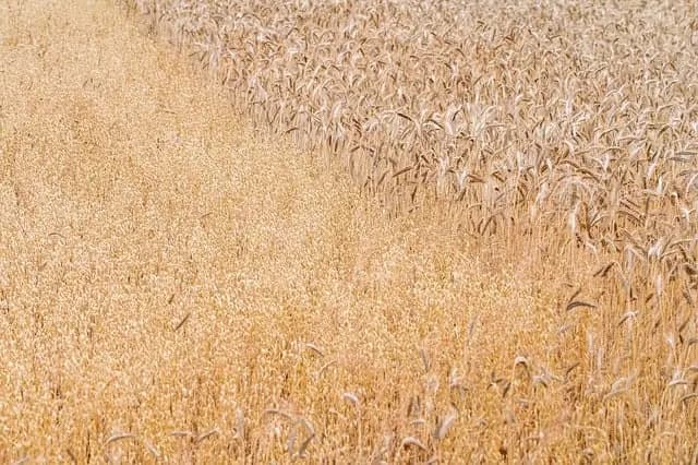 Come Coltivare Piante Aromatiche: Guida Completa per il Tuo Giardino