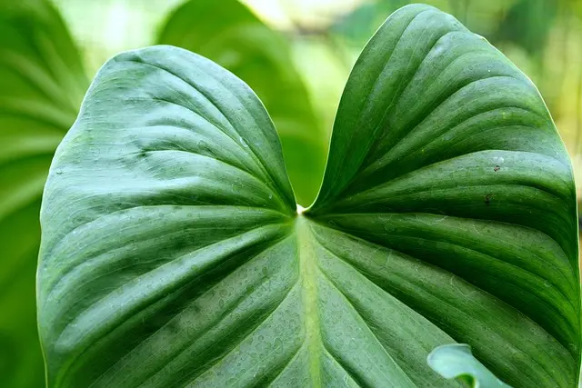 Come Coltivare Piante da Giardino in Modo Sostenibile
