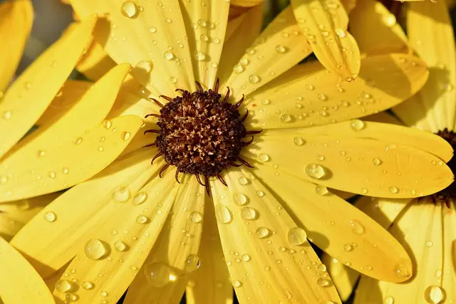 Come Scegliere le Piante da Giardino per Ogni Stagione