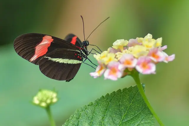 Come Coltivare Piante da Giardino per Attrare Farfalle