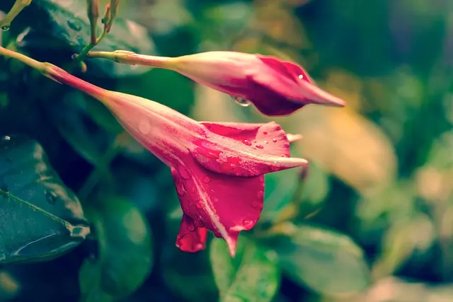 Come Coltivare un Giardino Fiorito anche in Estate