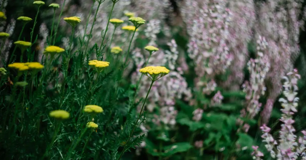Come Creare un Giardino Fiorito e Sostenibile