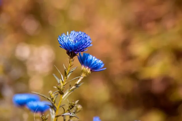 Come Scegliere le Piante Perfette per il Tuo Giardino