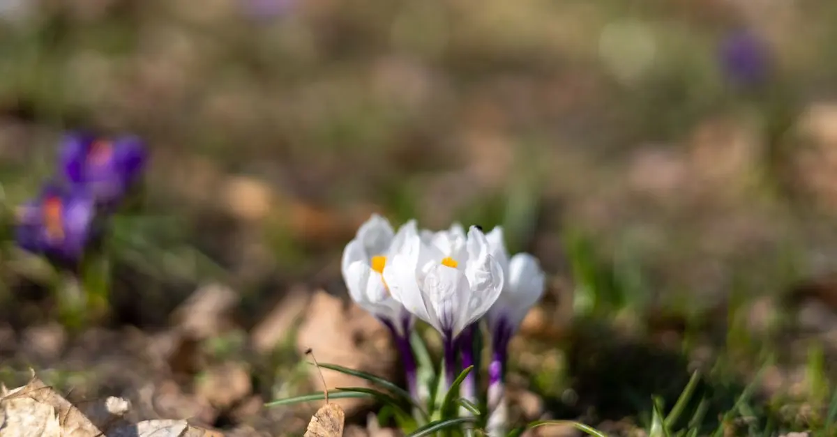 Come Creare un Giardino Sostenibile e Fiorente