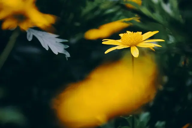 7 Consigli per Creare un Giardino Sostenibile e Fiorente