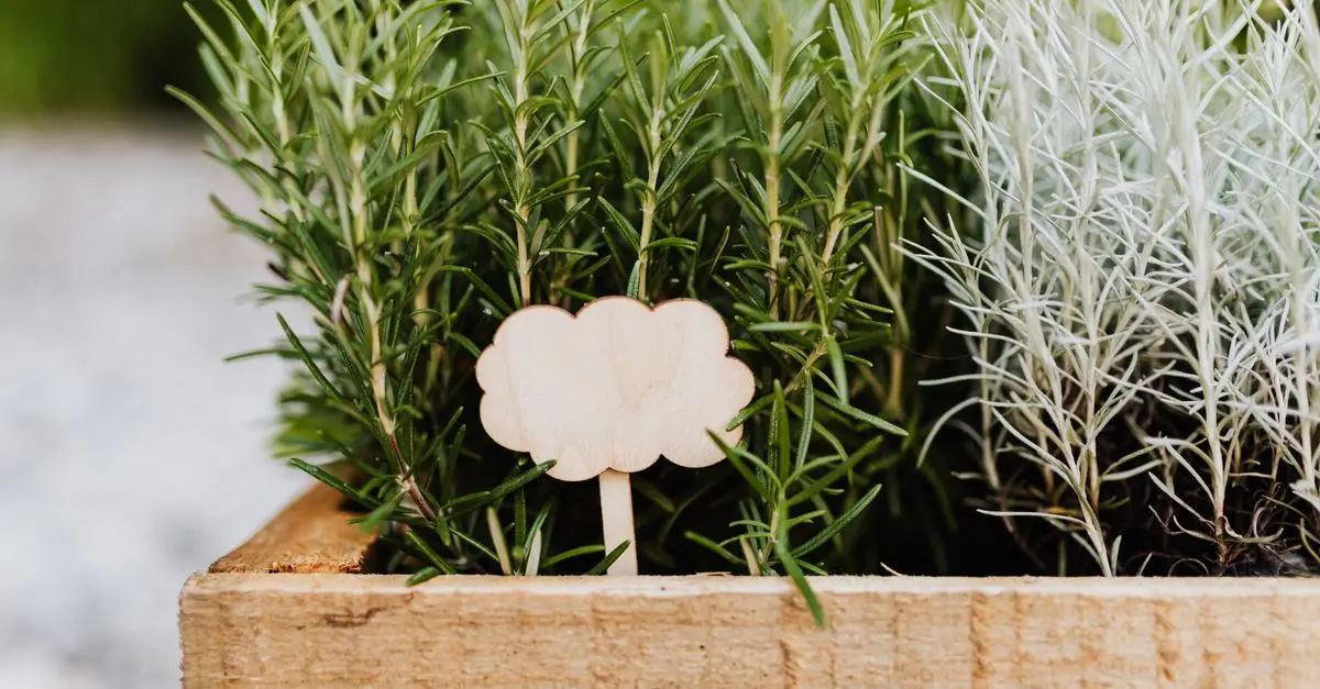 7 Consigli per Coltivare Piante Aromatiche in Giardino