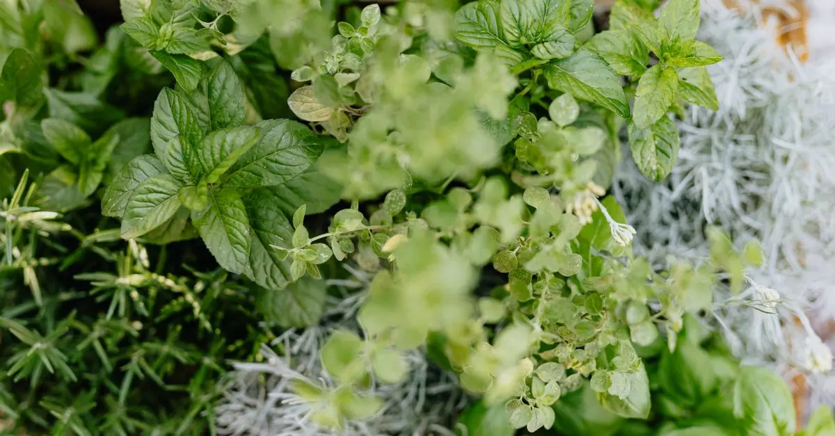 5 Consigli per Coltivare un Giardino Aromatico Sostenibile