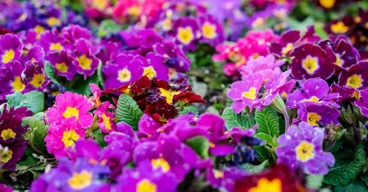 Come Coltivare Piante da Giardino in Base alle Stagioni
