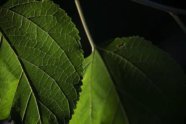 Come Scegliere le Piante Perfette per il Tuo Giardino