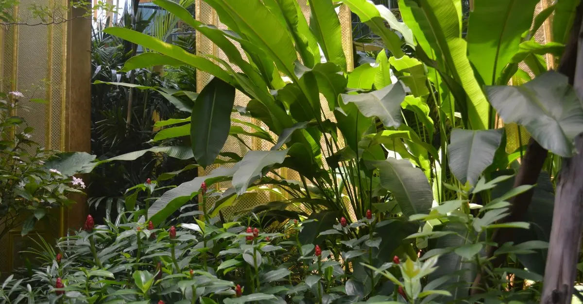 Come Coltivare Piante Resilienti per il Tuo Giardino