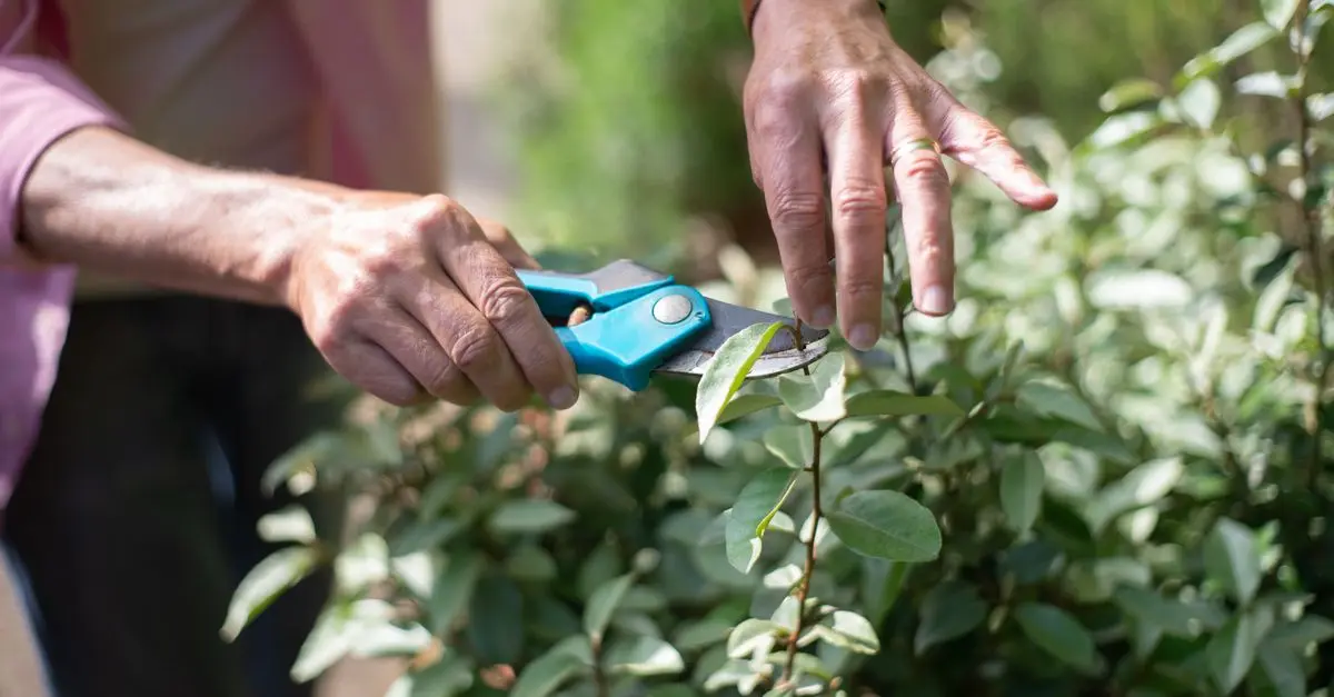 Guida Completa alla Potatura delle Rose