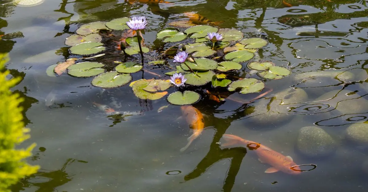 I Benefici di un Giardino Acquatico