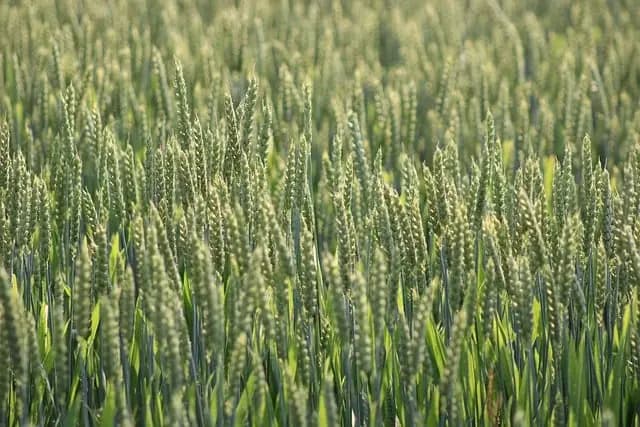 Come Creare un Giardino Sostenibile: Guida Pratica e Consigli Utili