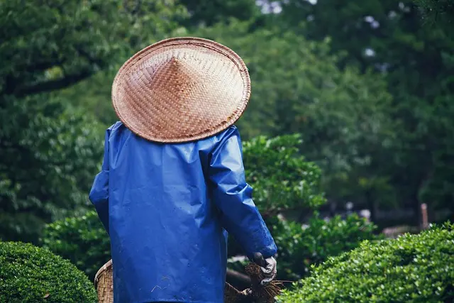 10 Tips per Coltivare un Giardino Sostenibile e Fiorente