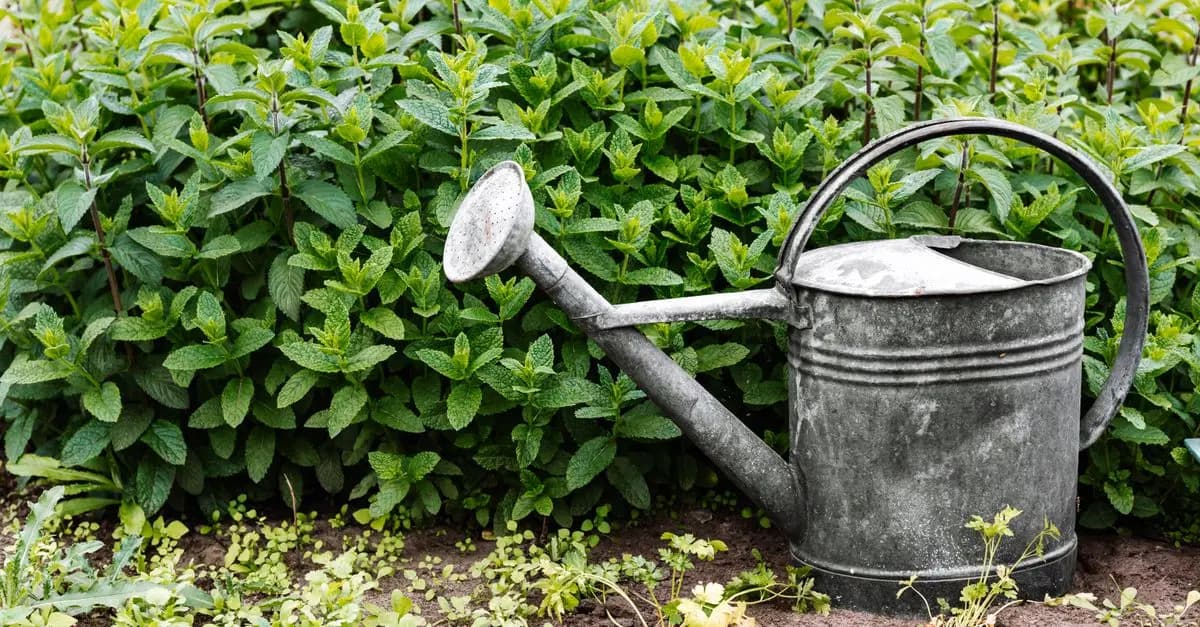 I Segreti del Giardinaggio Biologico