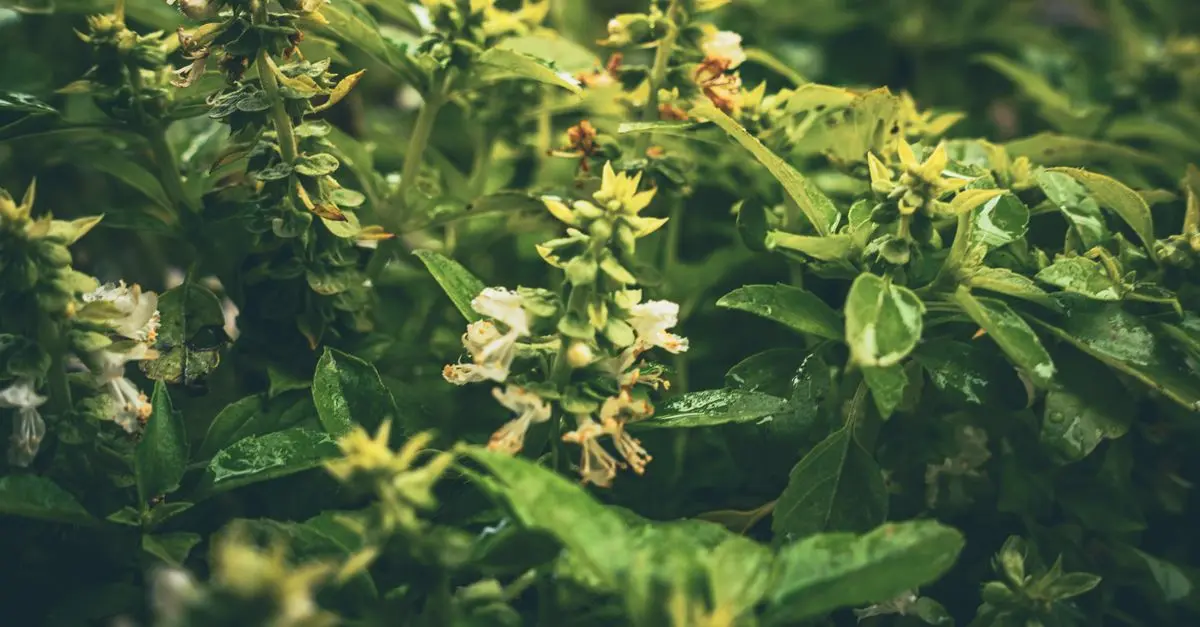 Come Creare un Giardino Aromatico Sostenibile