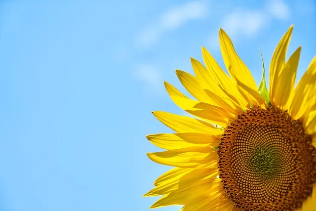 5 Consigli per Creare un Giardino Sostenibile e Fiorente