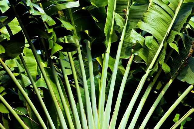 Guida Pratica per Coltivare Piante da Giardino Resistenti al Clima