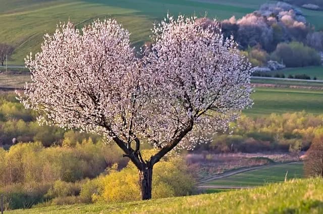 7 Errori Comuni da Evitare nel Coltivare Piante da Giardino