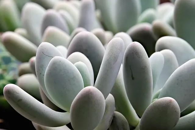 Come Creare un Giardino Sostenibile: Tecniche e Consigli
