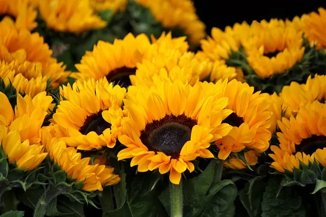 10 Piante da Giardino per Iniziare Facile