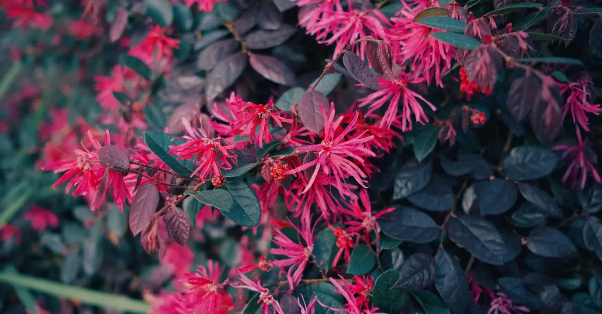 Come Scegliere le Piante Giuste per il Tuo Giardino