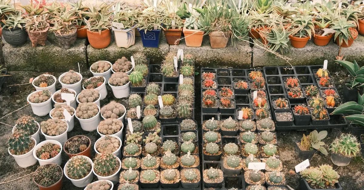Come Coltivare Piante Resistenti al Clima in Giardino
