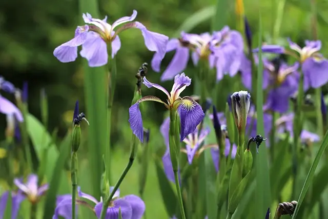 Come Creare un Giardino Passo dopo Passo: Guida Pratica