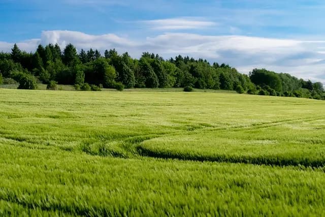 Come Coltivare Piante da Giardino in Modo Sostenibile: Guida Pratica