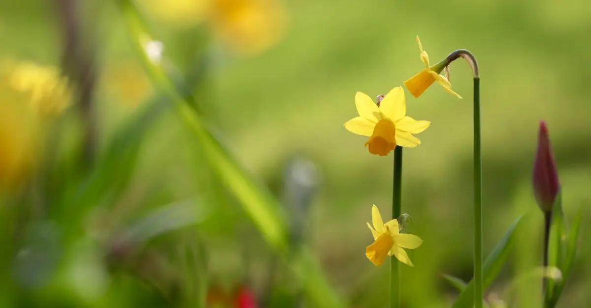 I Migliori Fiori per Ogni Stagione