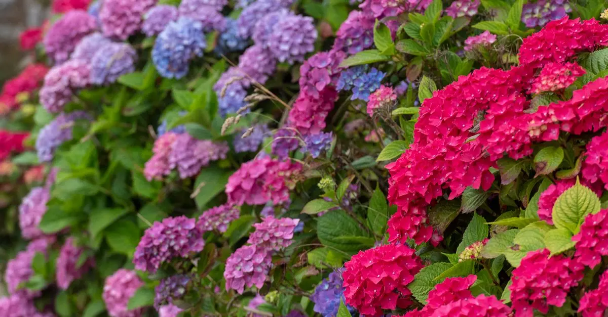 Come Coltivare Ortensie: Guida Pratica per Giardinieri