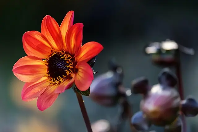 Come Creare un Giardino Sostenibile: Guida Pratica