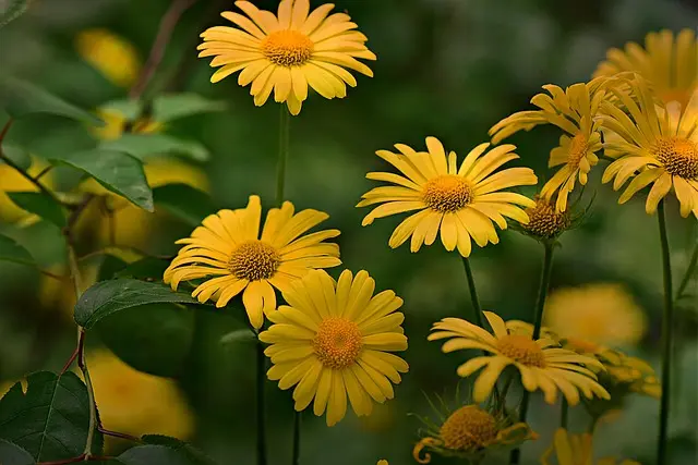 Come Coltivare Piante da Giardino Adatte alle Diverse Stagioni